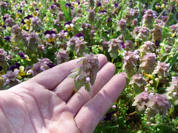 Web 2013-04-05 Organic Gardening Purple Dead Nettle.jpg